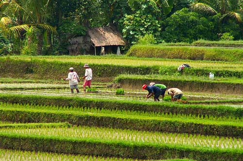 Rice field in bali