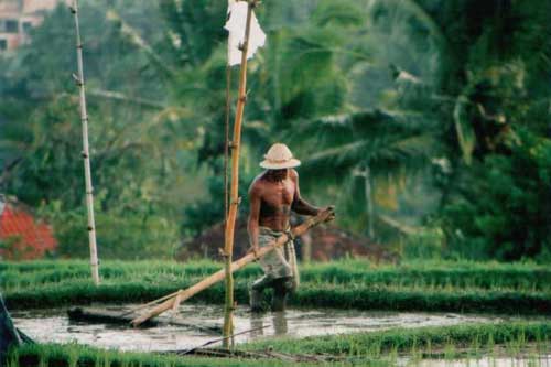 Bali farmer - rice fields