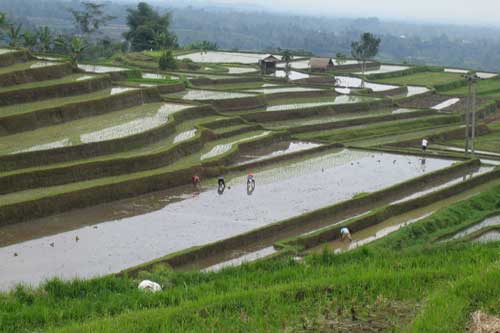 Rice fields tabanan